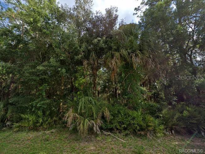 A dense, wooded lot features various palm trees and thick vegetation under a cloudy sky — SHEARER, INGLIS, FL