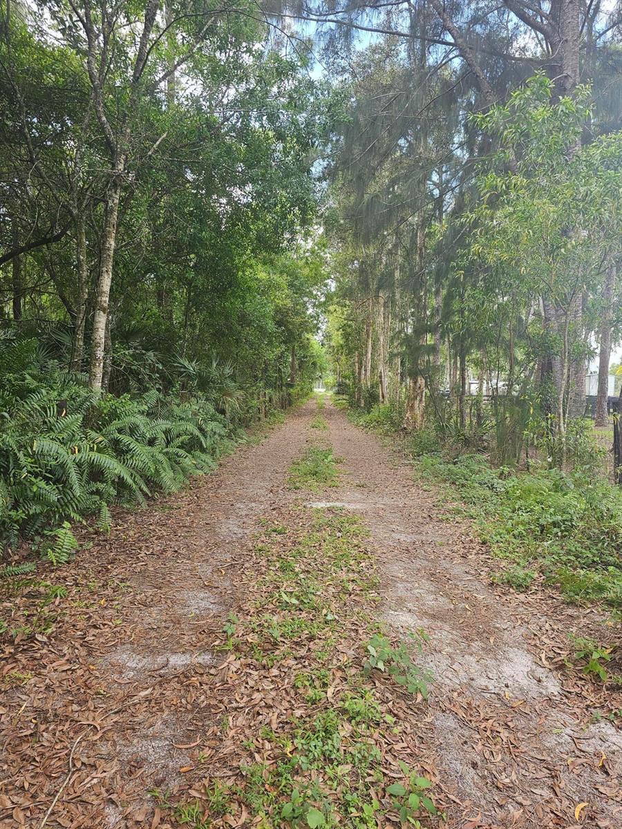 A dirt path leads through a wooded area lined with tall trees and lush green ferns — 3556 B Road, FL 33470, FL