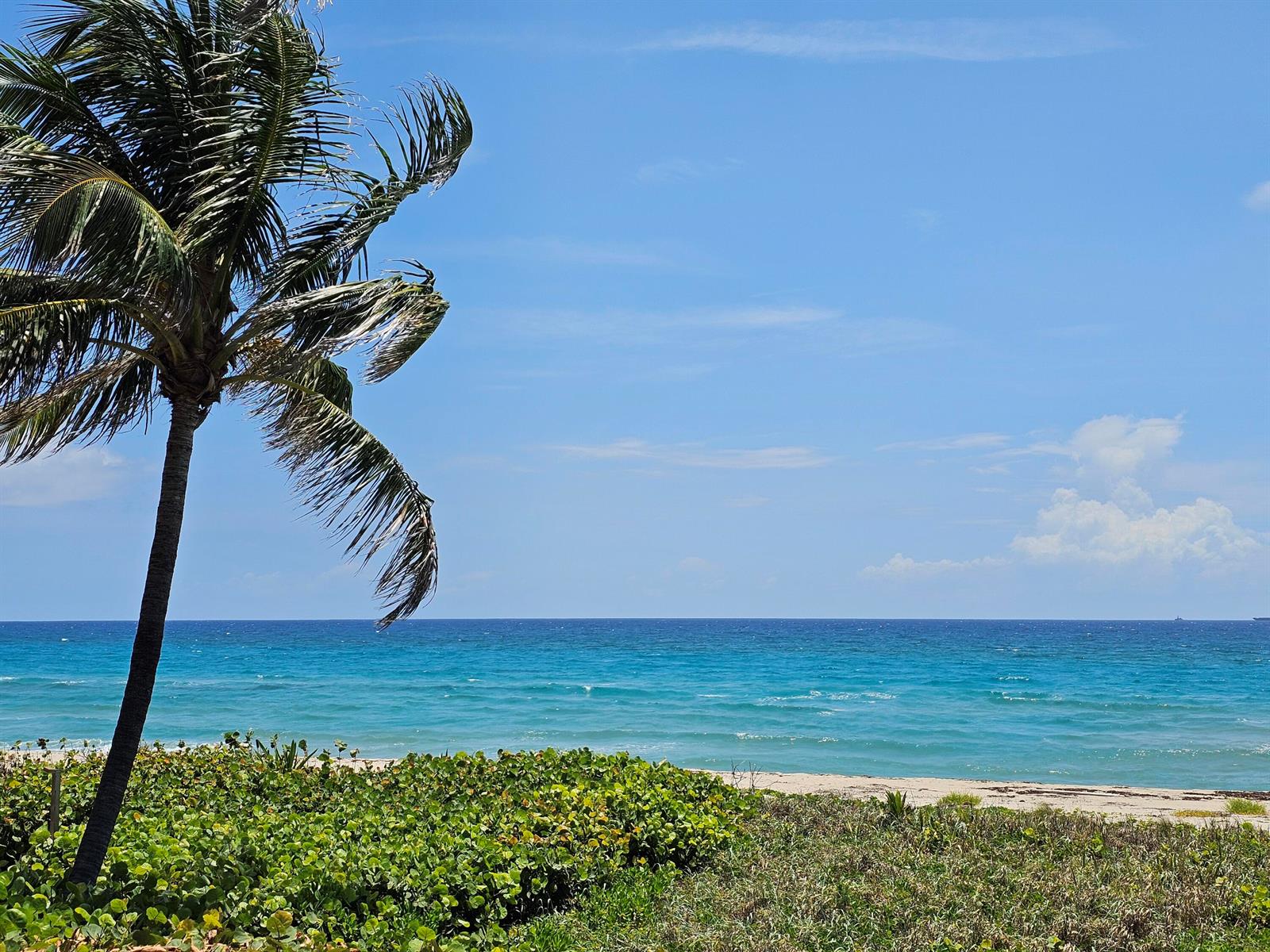 A palm tree stands beside a sandy beach overlooking the blue ocean under a clear sky — 3556 B Road, FL 33470, FL