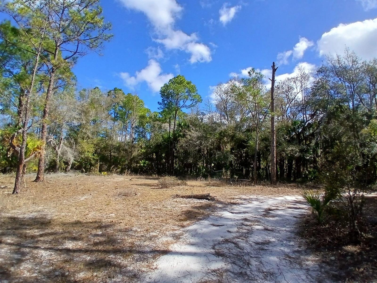 A sandy path leads through a clearing toward a dense forest of pine and oak trees — 11991 W Flaxen Drive, FL 34428, FL