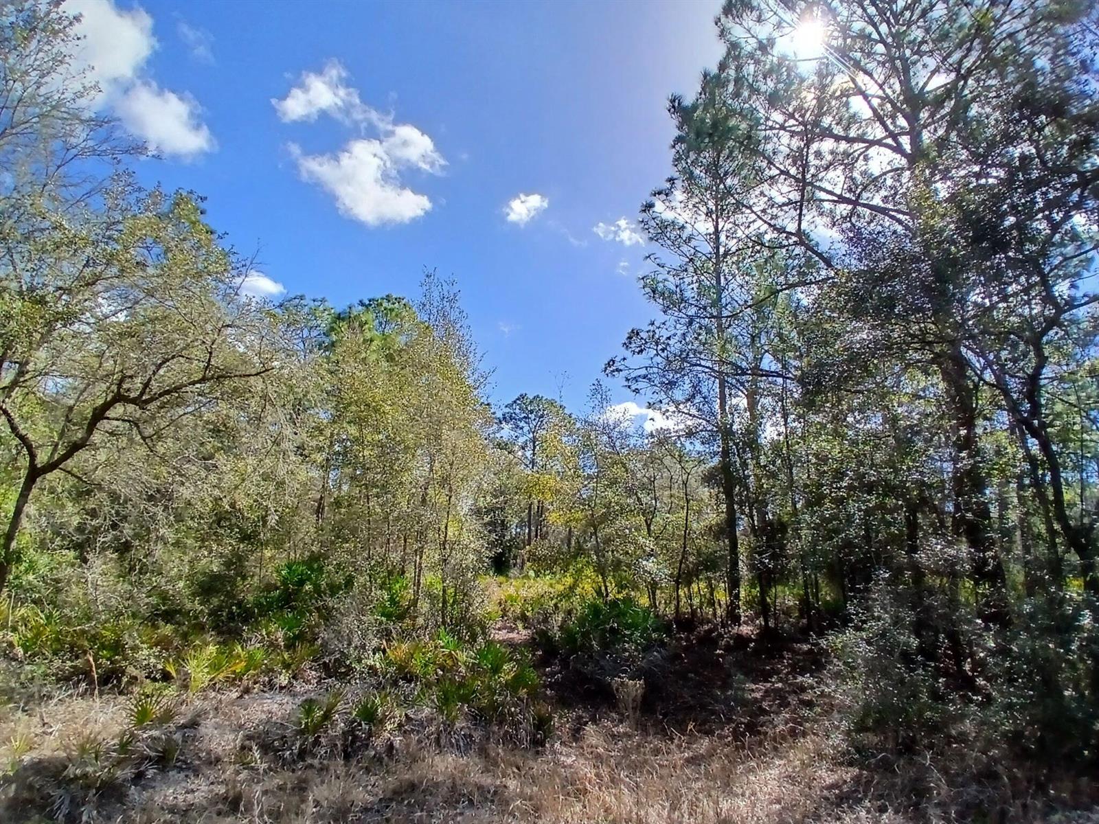 A view of a wooded area with tall trees, palmetto bushes, and a blue sky — 11991 W Flaxen Drive, FL 34428, FL