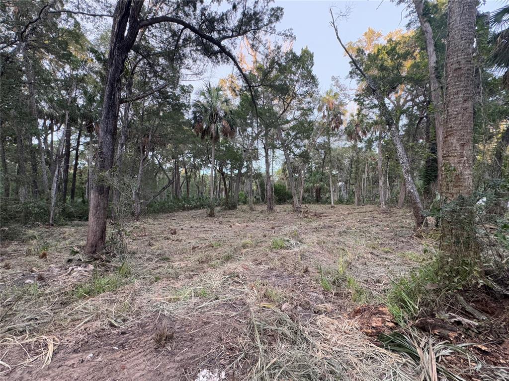 A cleared, wooded lot with tall trees and scattered vegetation under a clear sky — 11905 W ELDRED LANE, HOMOSASSA, FL