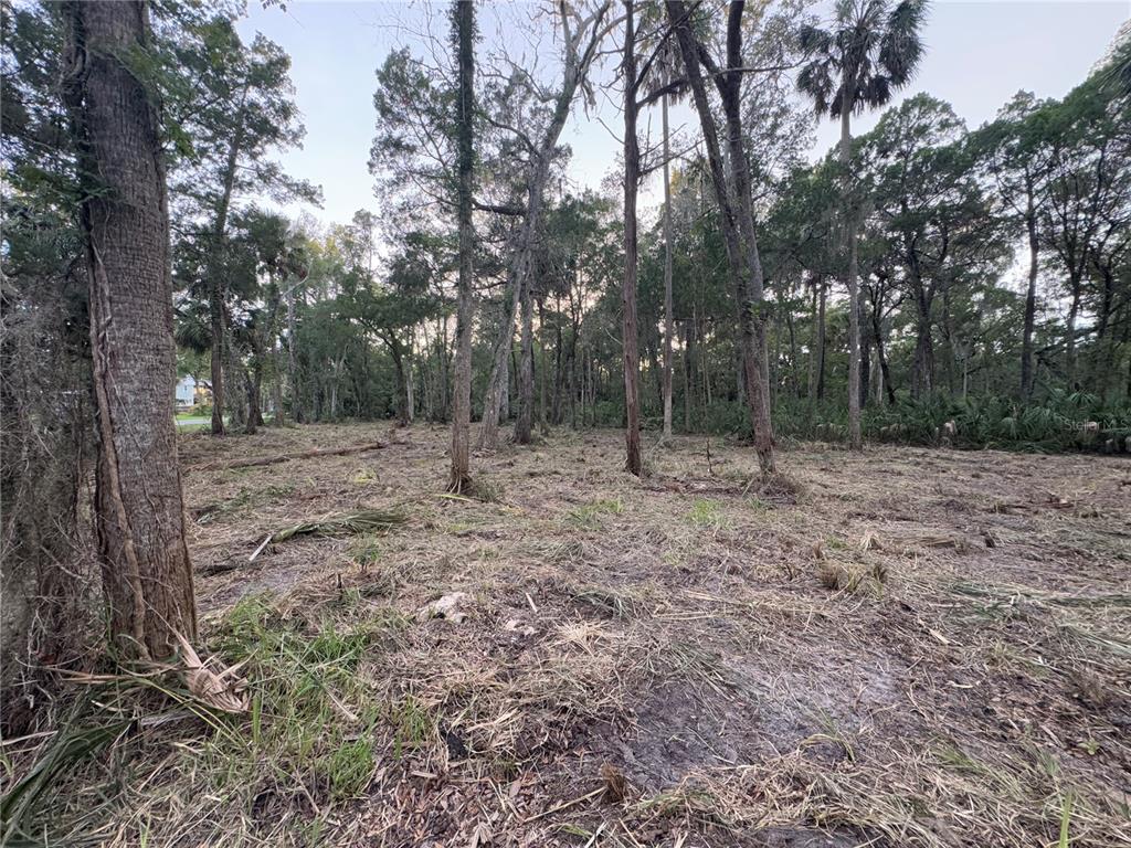 A cleared, wooded lot features scattered trees and ground cover under a bright sky — 11905 W ELDRED LANE, HOMOSASSA, FL
