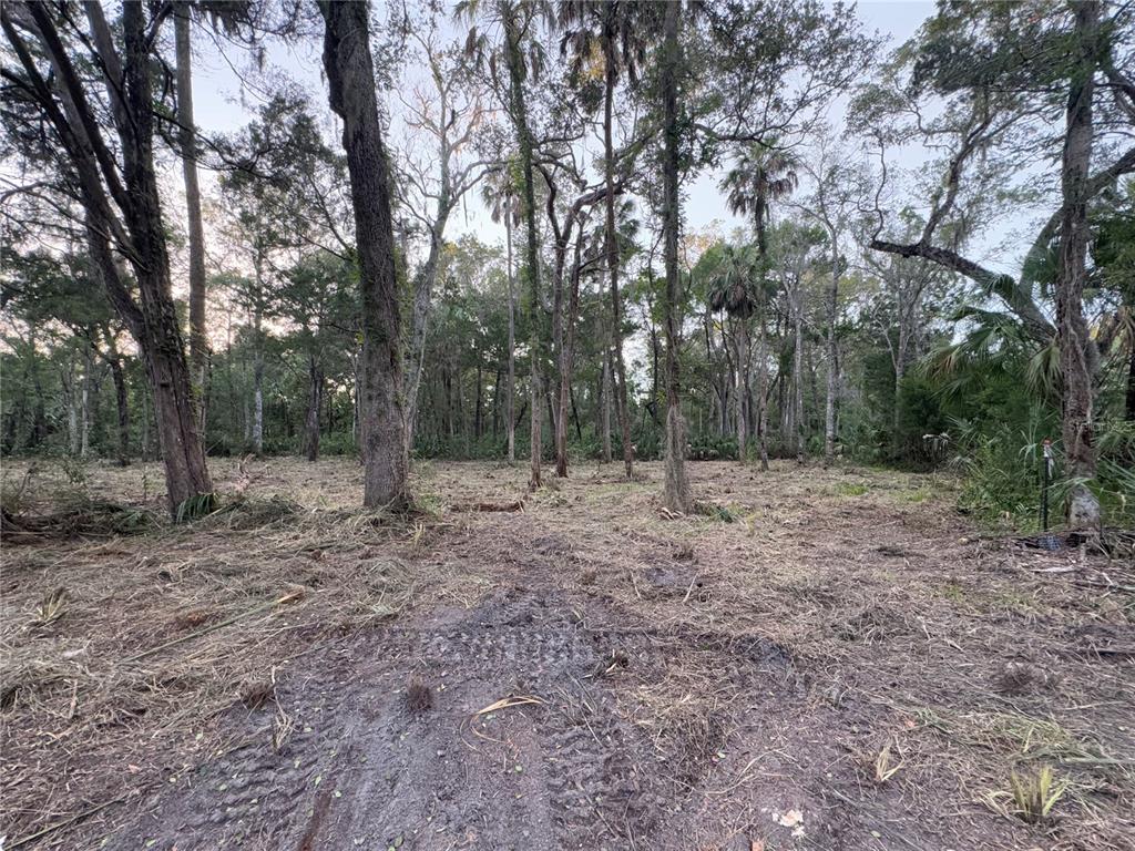 A cleared, wooded lot features tall trees and tire tracks in the muddy foreground — 11905 W ELDRED LANE, HOMOSASSA, FL