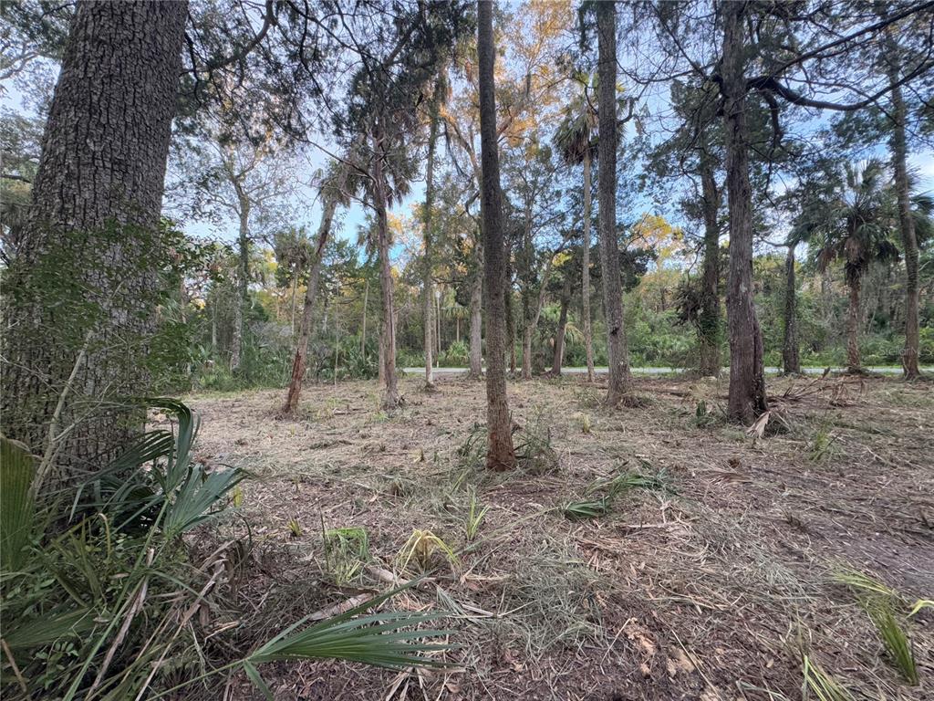 A wooded lot with cleared ground and several tall trees under a clear sky — 11905 W ELDRED LANE, HOMOSASSA, FL