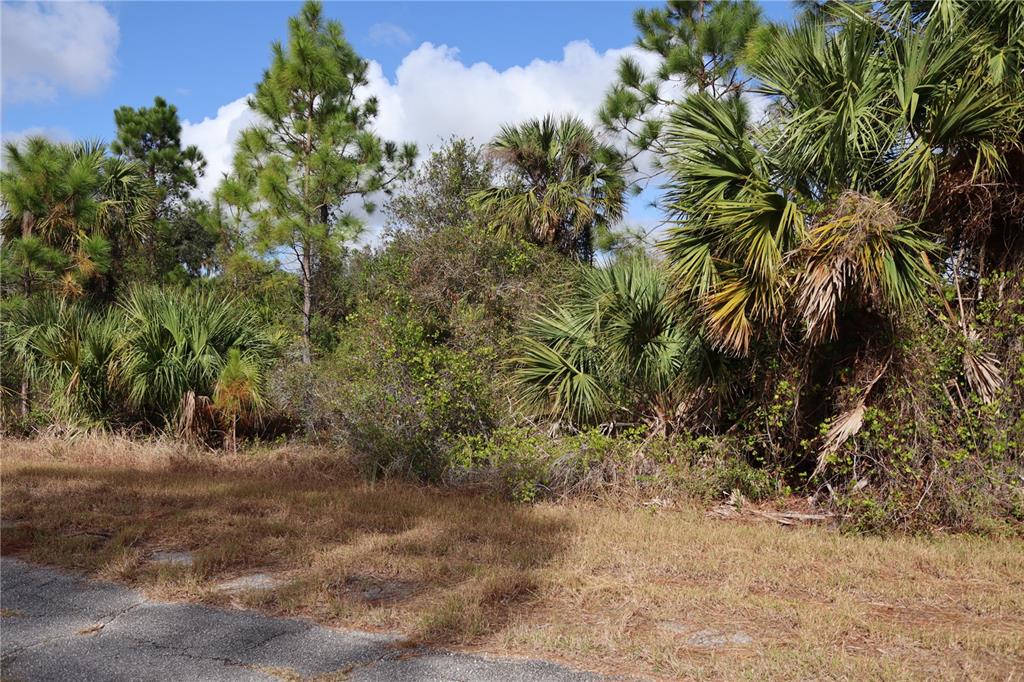 A paved road borders a dense, wooded lot filled with pine trees and palmetto bushes — PATRIOT CIRCLE, NORTH PORT, FL