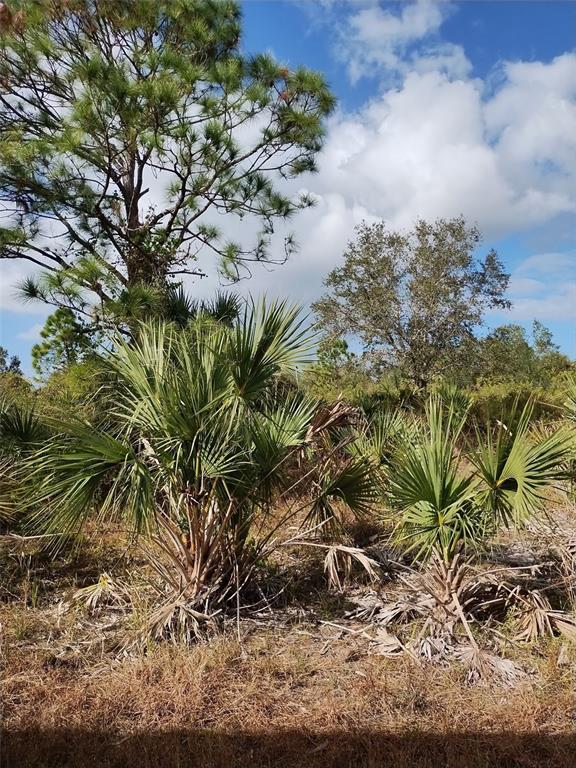 A view of a grassy lot featuring saw palmetto bushes and scattered trees under a sky — PATRIOT CIRCLE, NORTH PORT, FL