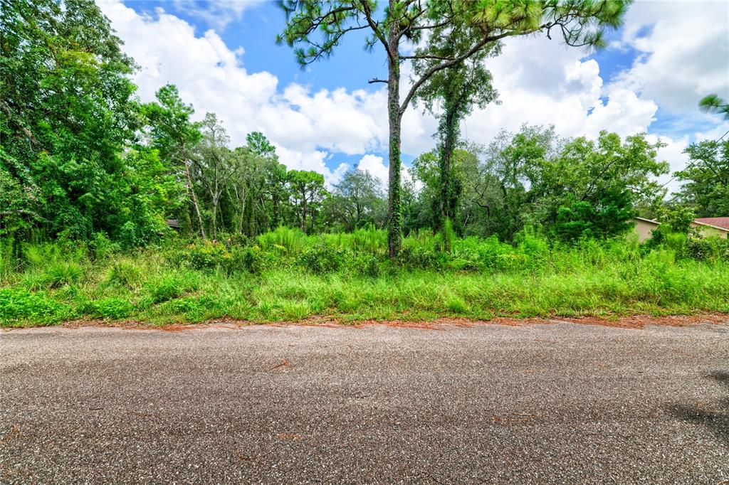 A view of a vacant, overgrown lot with trees and brush from an asphalt road — 9041 HELENE WAY, WEEKI WACHEE, FL