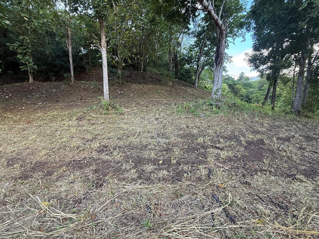 A sloped, cleared plot of land surrounded by trees under a blue sky — CARRETERA 826 KM 1.2 INTERIOR, SECTOR HATITO, NARANJITO, PR