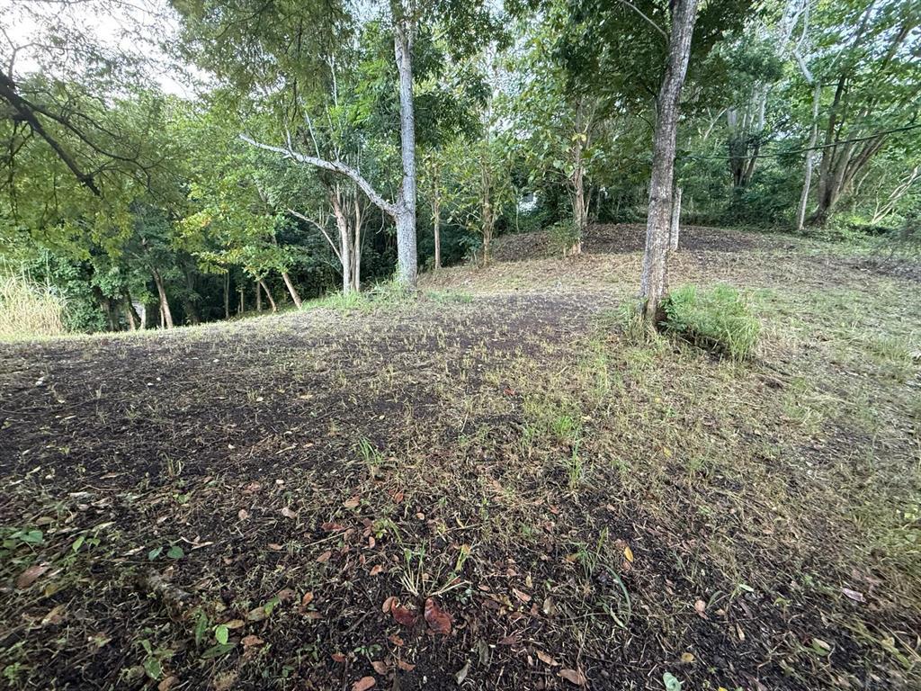 A sloped, cleared dirt lot surrounded by mature trees and dense forest vegetation — CARRETERA 826 KM 1.2 INTERIOR, SECTOR HATITO, NARANJITO, PR