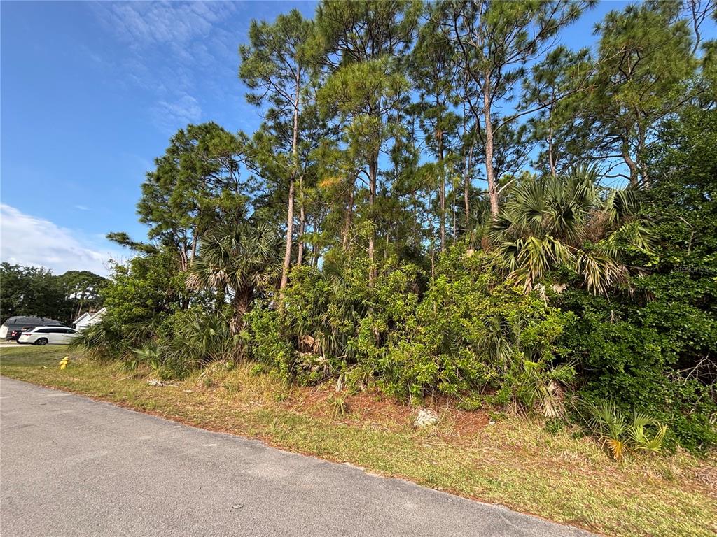 A vacant, wooded lot with pine trees and palmettos sits beside a paved road — 556 BURLINGTON AVENUE NE, PALM BAY, FL