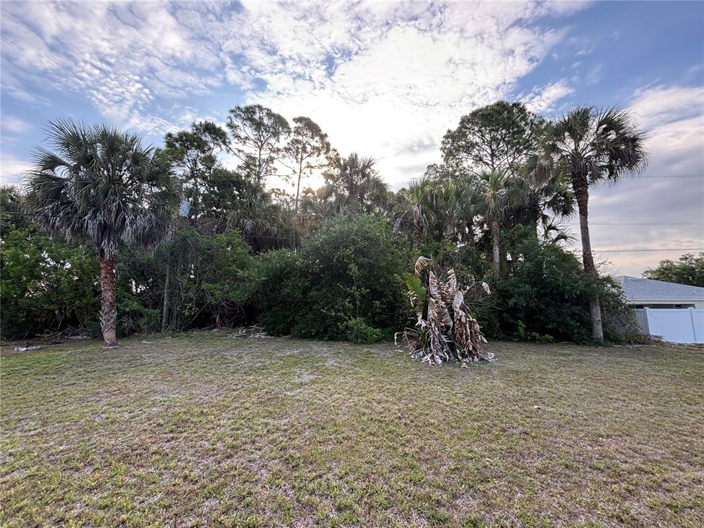 A grassy lot features a cluster of palm trees and dense vegetation under a cloudy sky — 556 BURLINGTON AVENUE NE, PALM BAY, FL