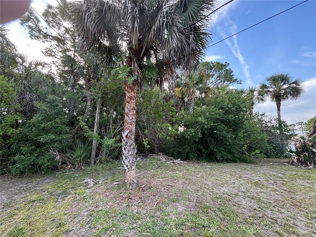 A grassy lot features a prominent palm tree and dense vegetation under a blue sky — 556 BURLINGTON AVENUE NE, PALM BAY, FL