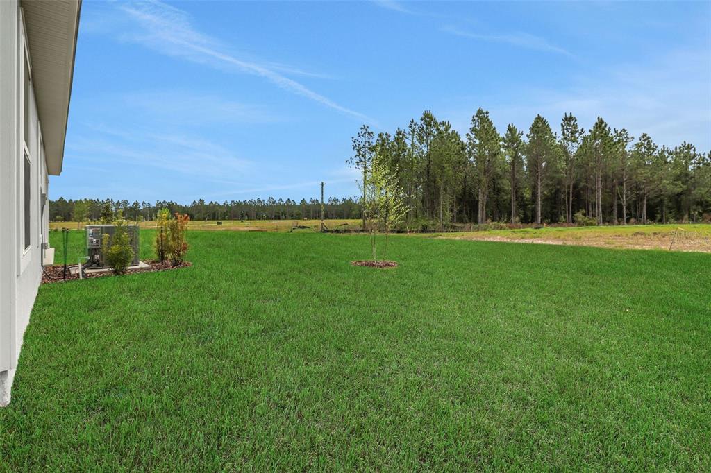 A grassy backyard with a small tree and a line of pine trees in the distance — 3829 HOLSTEIN WAY, GREEN COVE SPRINGS, FL