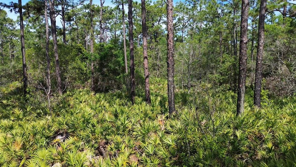 A wooded lot featuring tall pine trees and a dense understory of saw palmetto plants — S APOPKA VINELAND ROAD, ORLANDO, FL