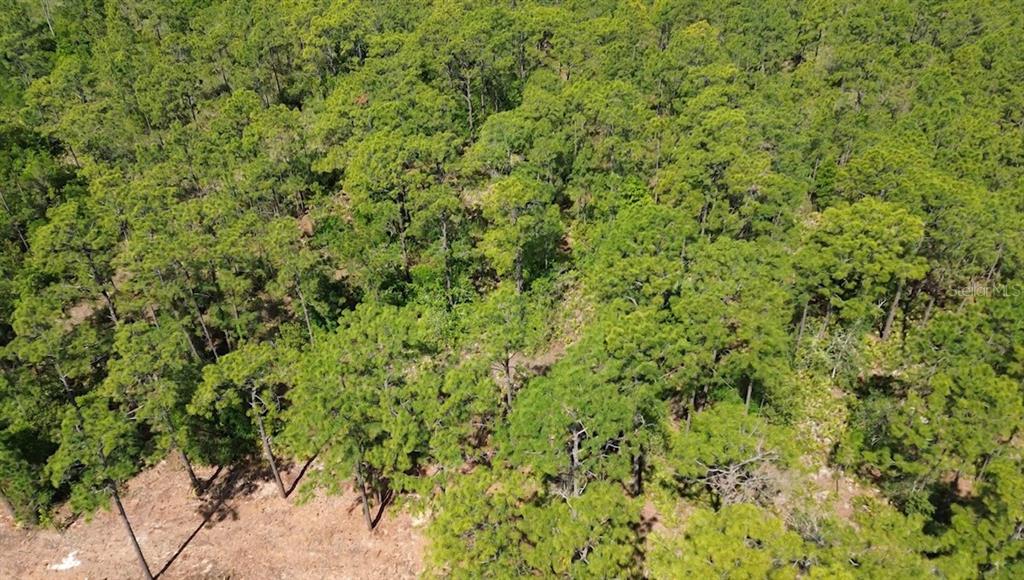 An aerial view shows a dense forest of pine trees with a cleared dirt area below — S APOPKA VINELAND ROAD, ORLANDO, FL