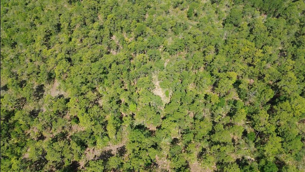 An aerial view shows a dense, wooded forest with a small, cleared patch of land — S APOPKA VINELAND ROAD, ORLANDO, FL