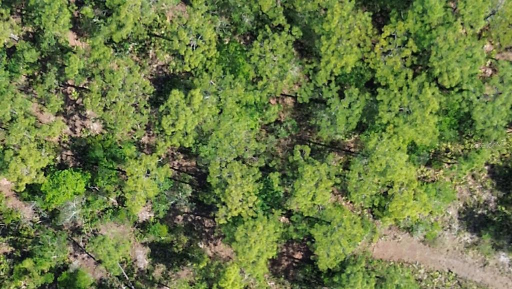 An aerial view shows a dense forest with scattered trees and patches of bare ground — S APOPKA VINELAND ROAD, ORLANDO, FL