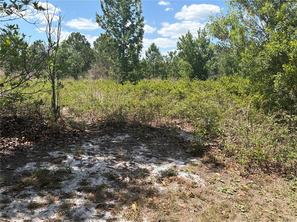 A view of a sandy, overgrown lot with scattered trees and shrubs under a blue sky — SAN JUAN AVE LOT 29, POLK CITY, FL