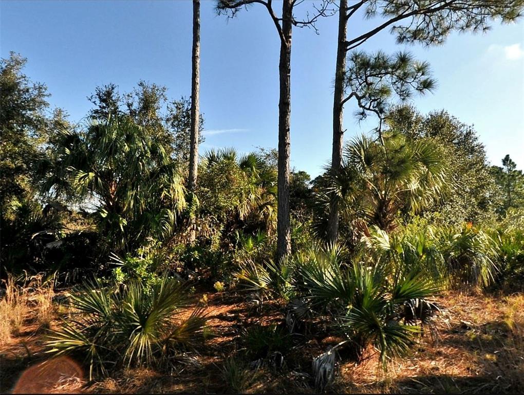 A wooded lot features tall pine trees and dense palmetto bushes under a clear sky — Lot 11 SHENO DRIVE, NORTH PORT, FL