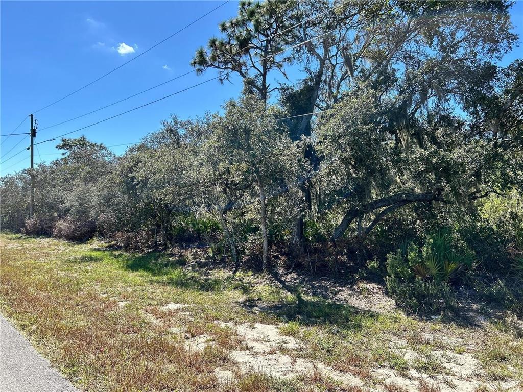 A view of a wooded lot with trees and brush along a paved road — WOODSTORK WAY, FROSTPROOF, FL