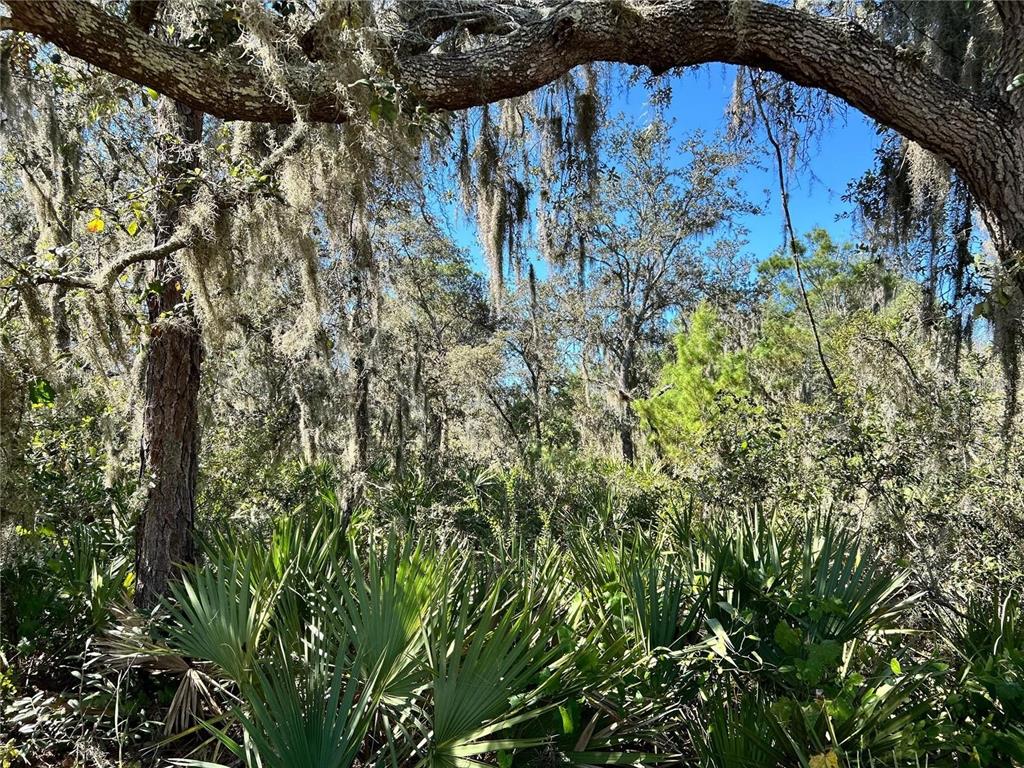 A wooded area featuring dense palmetto bushes and oak trees draped in Spanish moss — WOODSTORK WAY, FROSTPROOF, FL