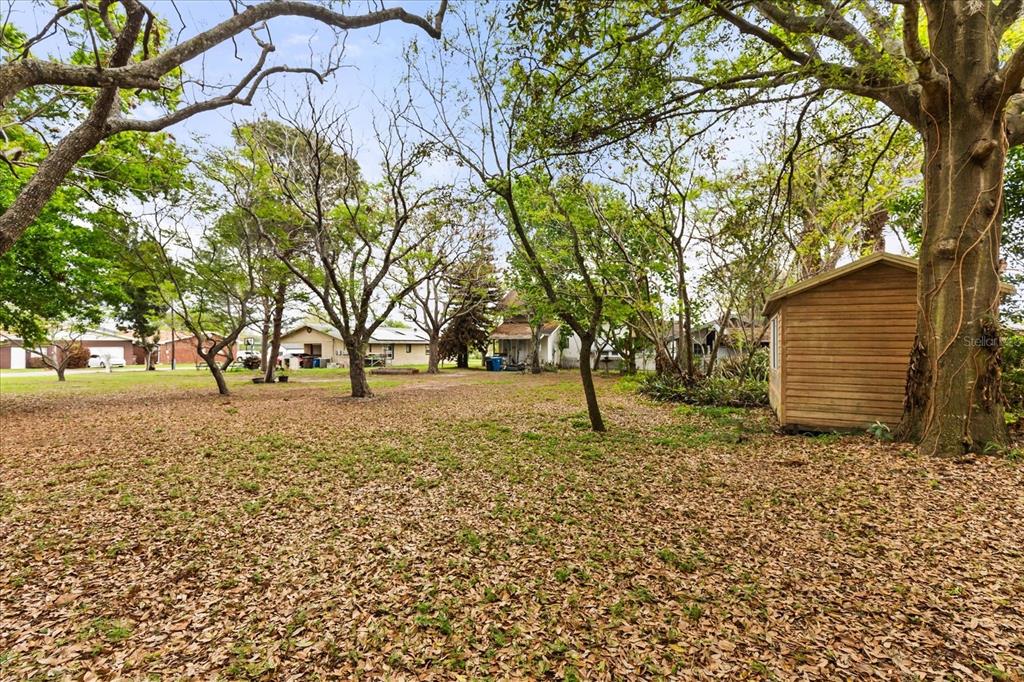A large, leaf-covered backyard features several mature trees and a small wooden storage shed — 408 MCKAY DRIVE, HAINES CITY, FL
