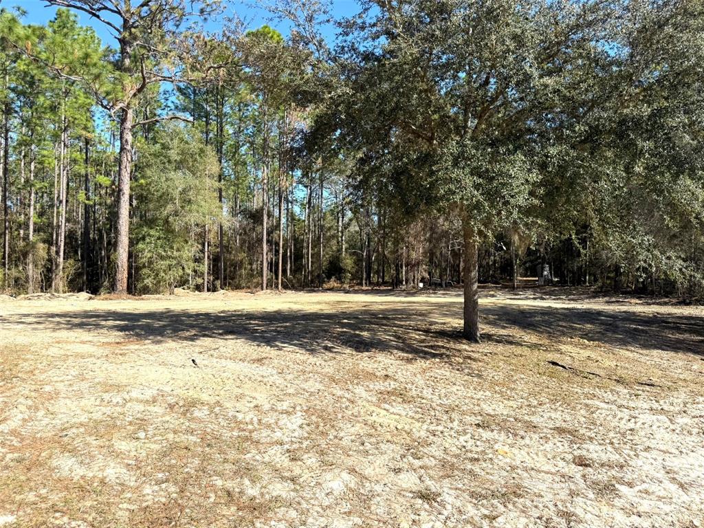 A cleared, sandy lot is bordered by a dense forest of tall pine and oak trees — 1180 SW 158TH AVENUE, OCALA, FL