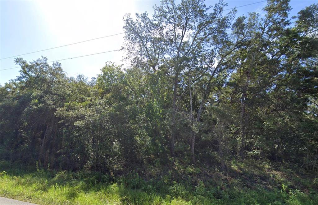 A dense, wooded lot with mature trees and tall grass along a roadside — 0 AKINS DRIVE, SPRING HILL, FL