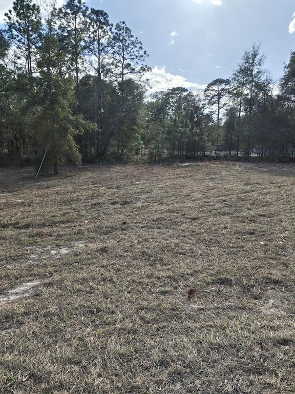 A cleared, grassy lot is surrounded by a dense line of mature trees — 13105 SW 91ST PLACE, DUNNELLON, FL