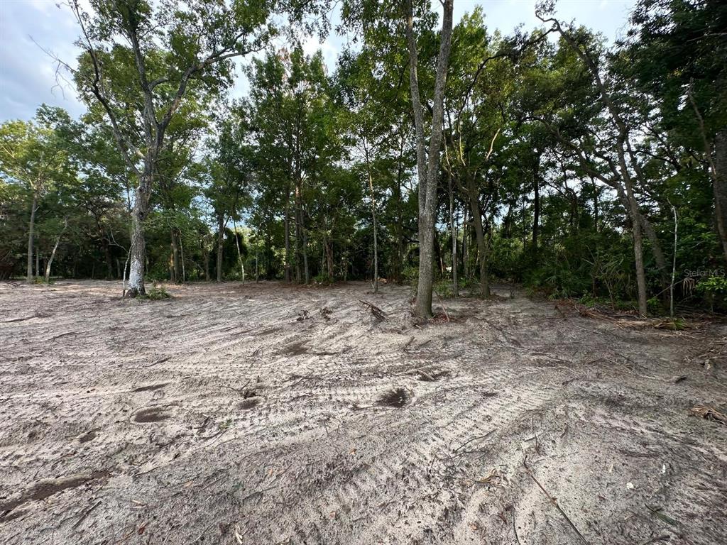 A cleared, sandy lot is surrounded by a dense forest of tall trees — 00 NW 115TH STREET, CHIEFLAND, FL