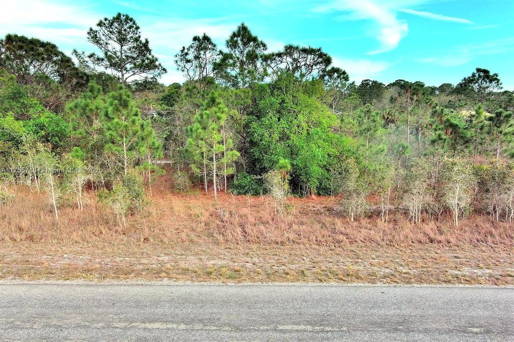 A paved road runs in front of a vacant, wooded lot with pine trees — 565 SUMMIT AVENUE S, LEHIGH ACRES, FL