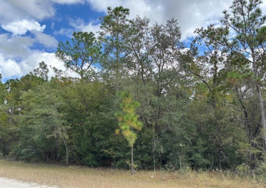 A wooded lot with a mix of pine and deciduous trees borders a dirt road — Lot 19 CANYON SWALLOW ROAD, WEEKI WACHEE, FL