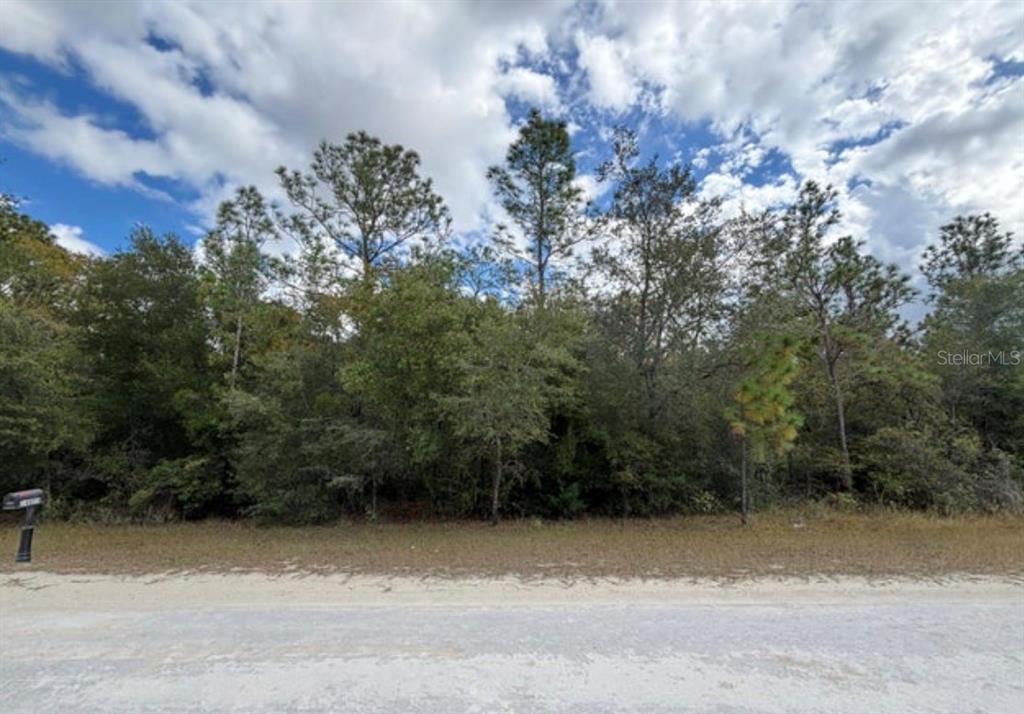 A dirt road runs in front of a wooded lot with dense trees and vegetation — Lot 19 CANYON SWALLOW ROAD, WEEKI WACHEE, FL