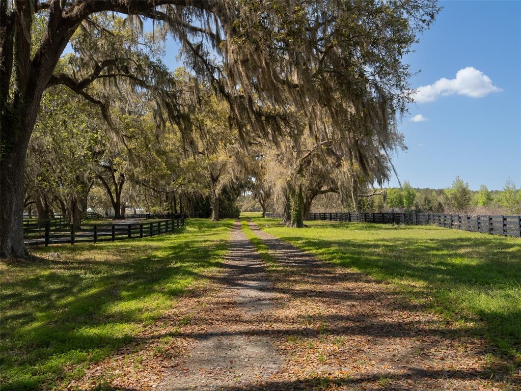 A dirt path leads through a tree-lined pasture with black wooden fencing on both sides — 1100 SW 110TH AVENUE, OCALA, FL