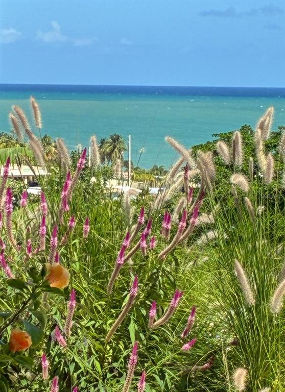 A view of the ocean and coastline seen over a foreground of tall grasses and flowers — 114 ROUTE 901 UNIT KM 2.0, MAUNABO, PR