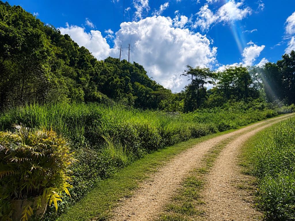 A dirt path winds through a grassy field toward a forested hill under a blue sky — 1 PR-686 KM 1.2 INTERIOR, MANATI, PR
