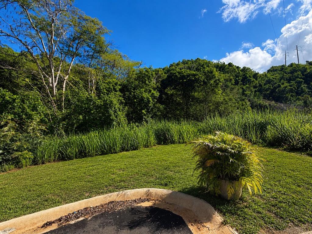 A grassy yard with a potted plant sits in front of a dense, forested hillside — 1 PR-686 KM 1.2 INTERIOR, MANATI, PR