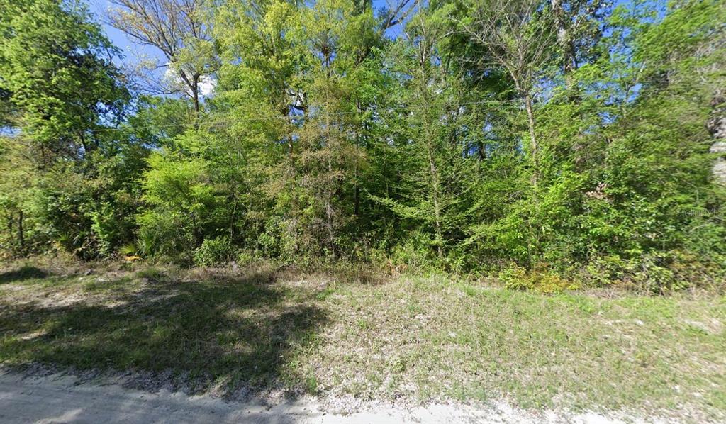 A view of a wooded, undeveloped lot from a dirt road — 11 NE 717TH ST, OLD TOWN, FL