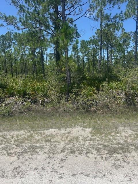 A sandy clearing leads to a dense forest of pine trees and palmetto bushes — 1018 CALENDULA DRIVE, INDIAN LAKE ESTATES, FL