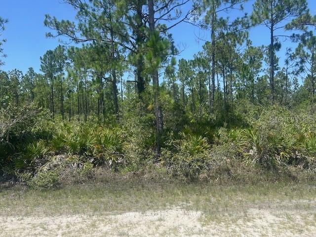 A view of a wooded lot with pine trees and low-lying palmetto bushes — 1018 CALENDULA DRIVE, INDIAN LAKE ESTATES, FL