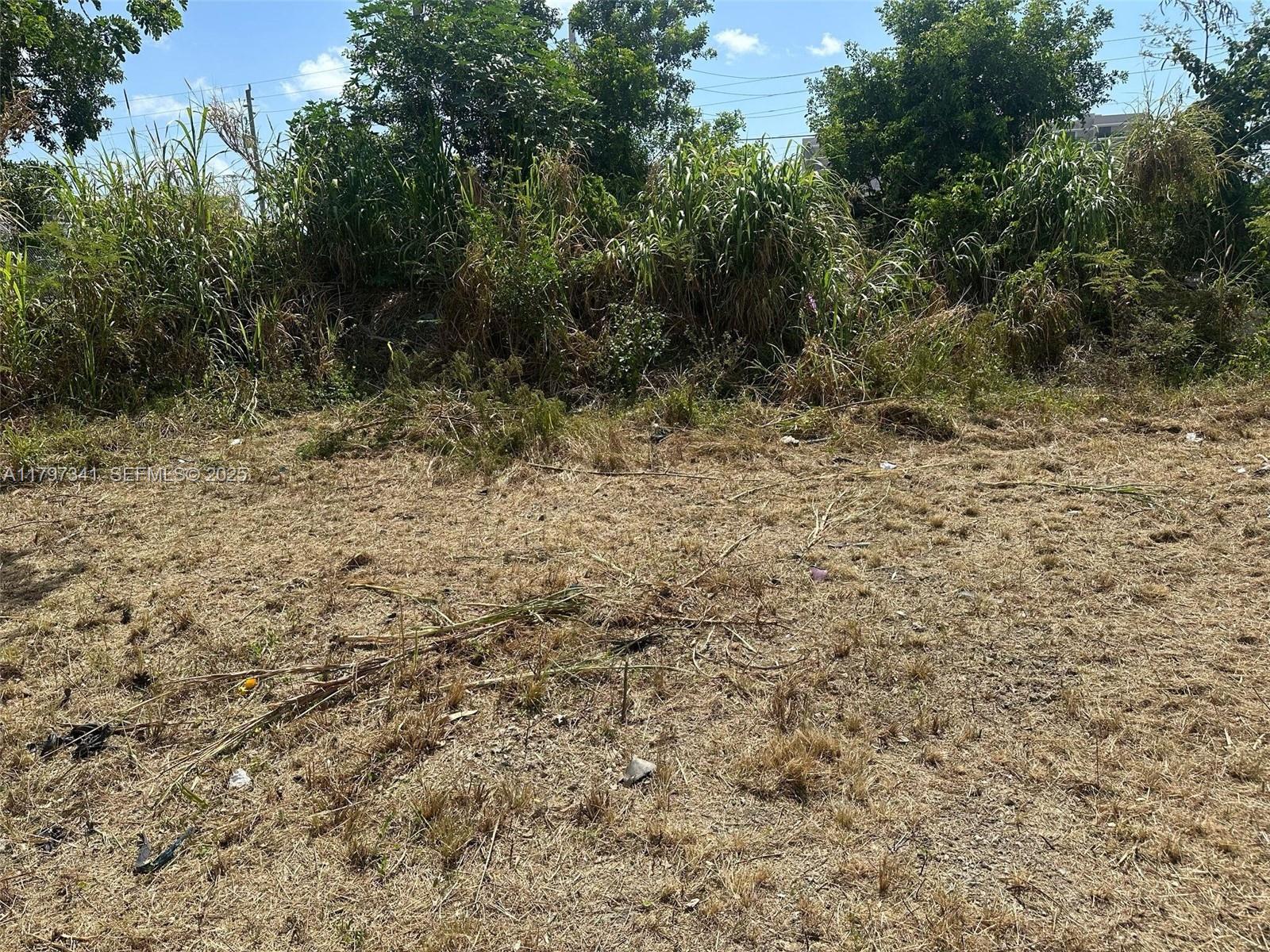 A vacant, dry, grassy lot is bordered by dense green vegetation and trees — 10025 W Indigo, Miami FL 33157, MIAMI, FL