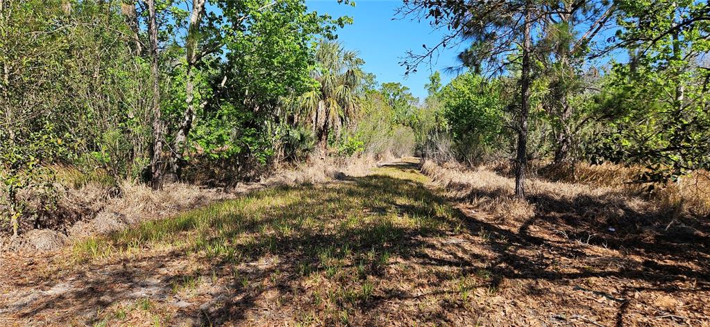 A dirt path leads through a wooded area with tall trees and dry grasses — 6336 TIMBERLANE ROAD, LAKE WALES, FL