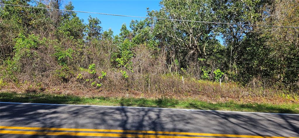 A view of a densely wooded, undeveloped lot bordering a paved road — 6336 TIMBERLANE ROAD, LAKE WALES, FL