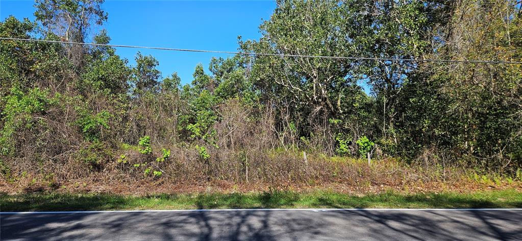 A view of a densely wooded, undeveloped lot bordering a paved road — 6336 TIMBERLANE ROAD, LAKE WALES, FL