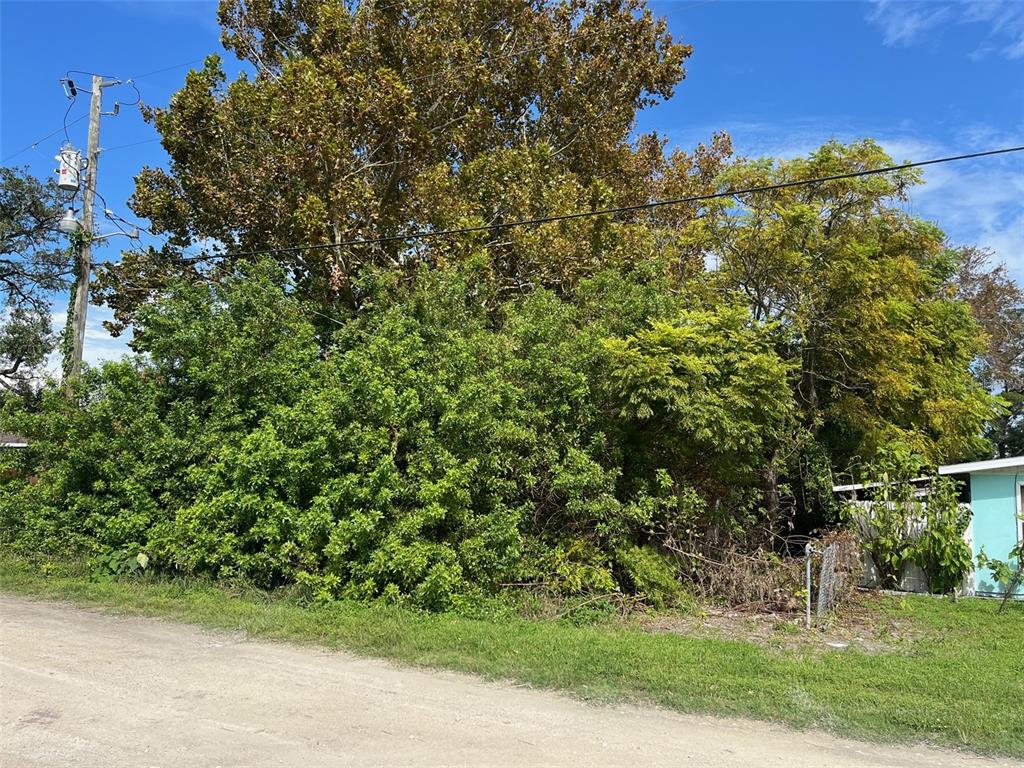 A dirt road runs in front of a dense thicket of trees and overgrown vegetation — 7103 JEANNE AVENUE, HUDSON, FL