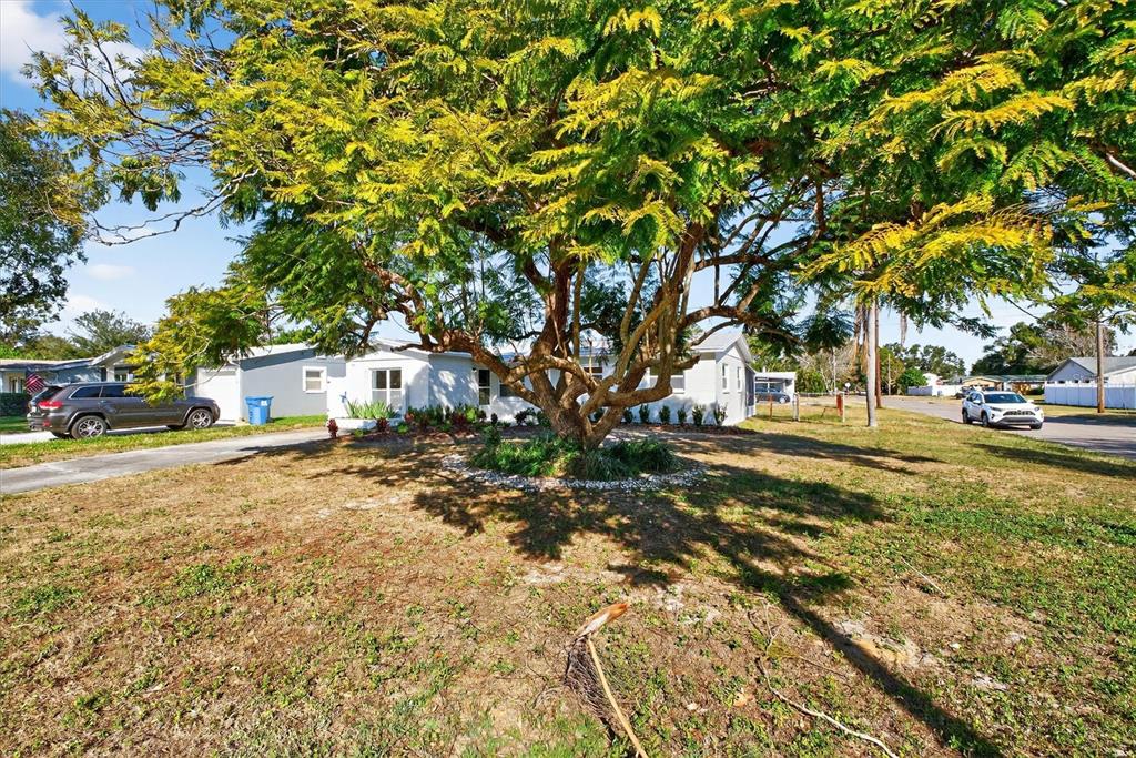 A large tree with yellow-green foliage stands in the front yard of a suburban house — 5701 14TH AVENUE N, ST PETERSBURG, FL