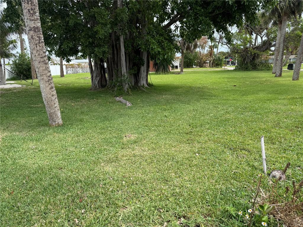 A large banyan tree stands in the center of a grassy, sunlit residential yard — CORAL CIRCLE, HUTCHINSON ISLAND, FL