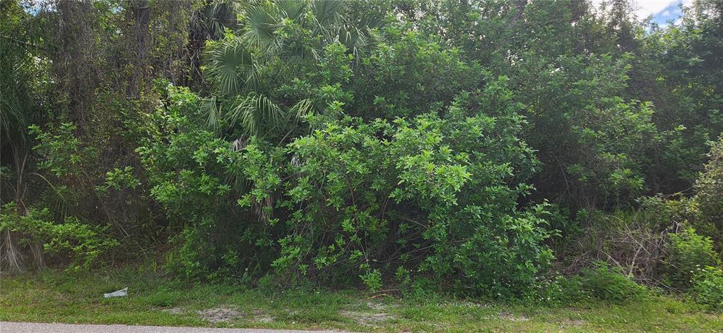 A dense, overgrown wooded lot with various trees and shrubs bordering a paved road — 417 VERONA STREET, PORT CHARLOTTE, FL