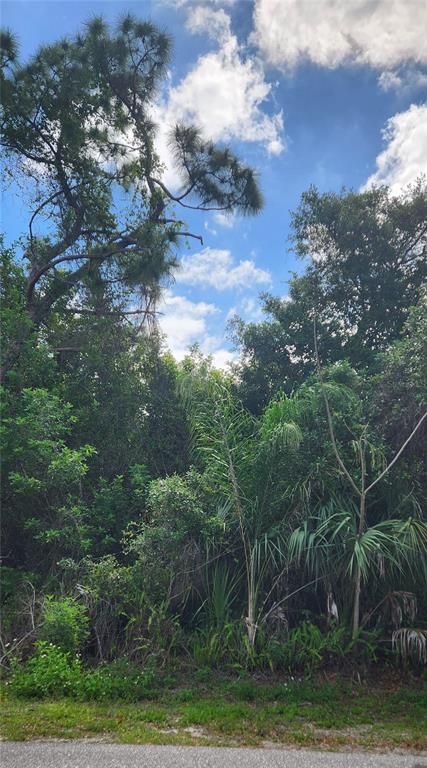 A dense, wooded lot with tall pine trees and various shrubs under a blue sky — 417 VERONA STREET, PORT CHARLOTTE, FL
